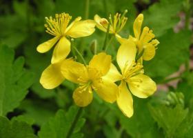 the pros and cons of using celandine for warts